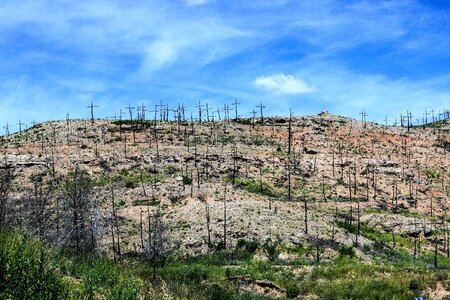Crossings cruz forest