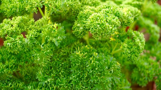 Nature wallpaper plant green wallpaper