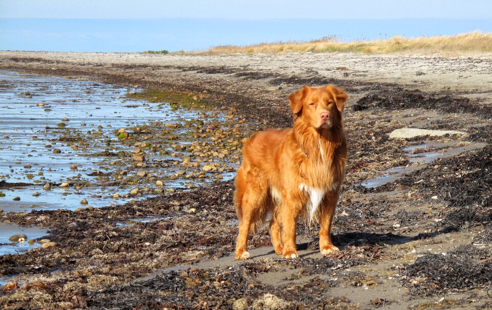 Coastal nova scotia duck tolling retriever retriever