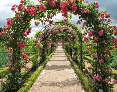 Fredensborg the rose garden blomsterbue photo