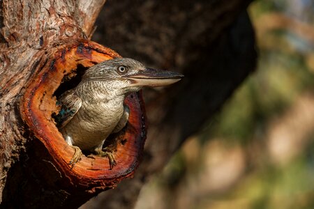 Bird laughing wildlife