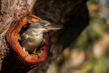 Bird laughing wildlife photo