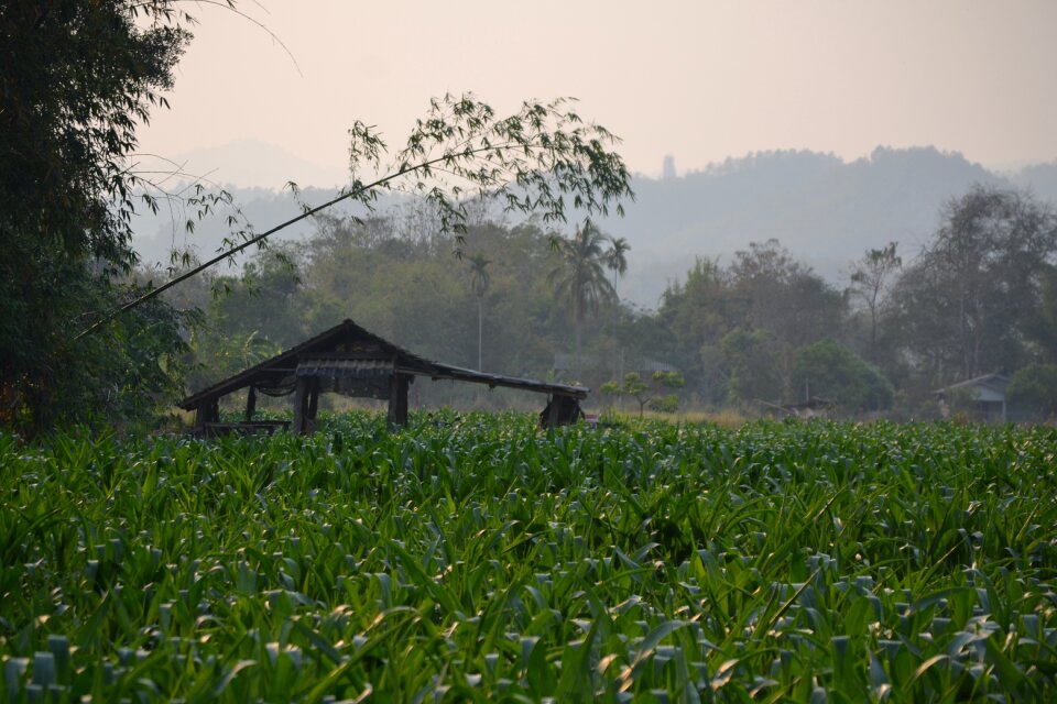 Landscape asia agriculture
