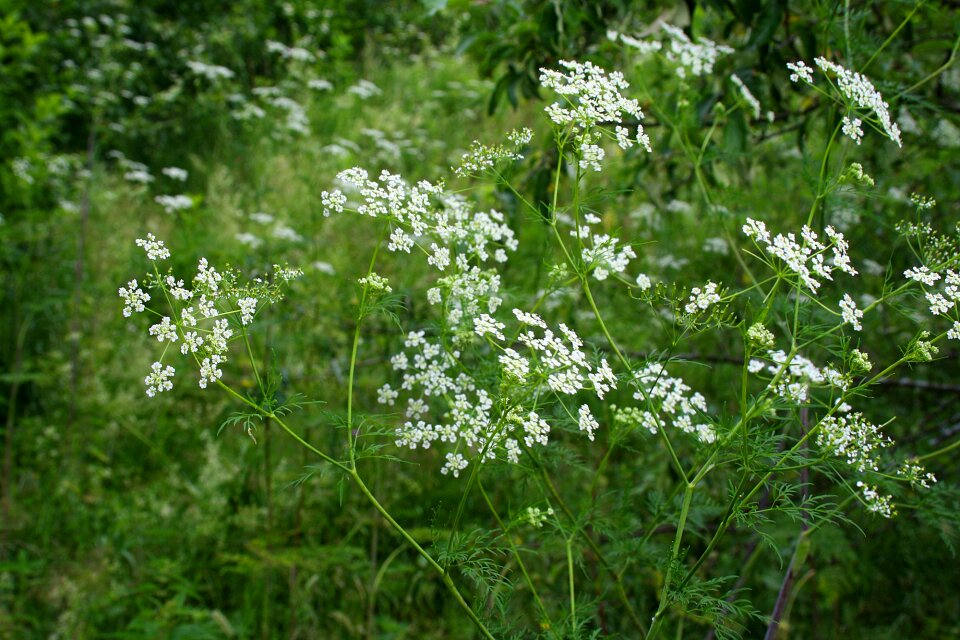 Summer landscape meadows