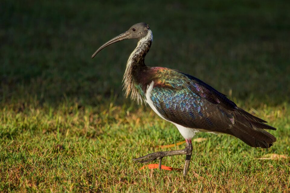 Queensland gladstone wildlife