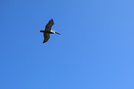 Bird wildlife seabird