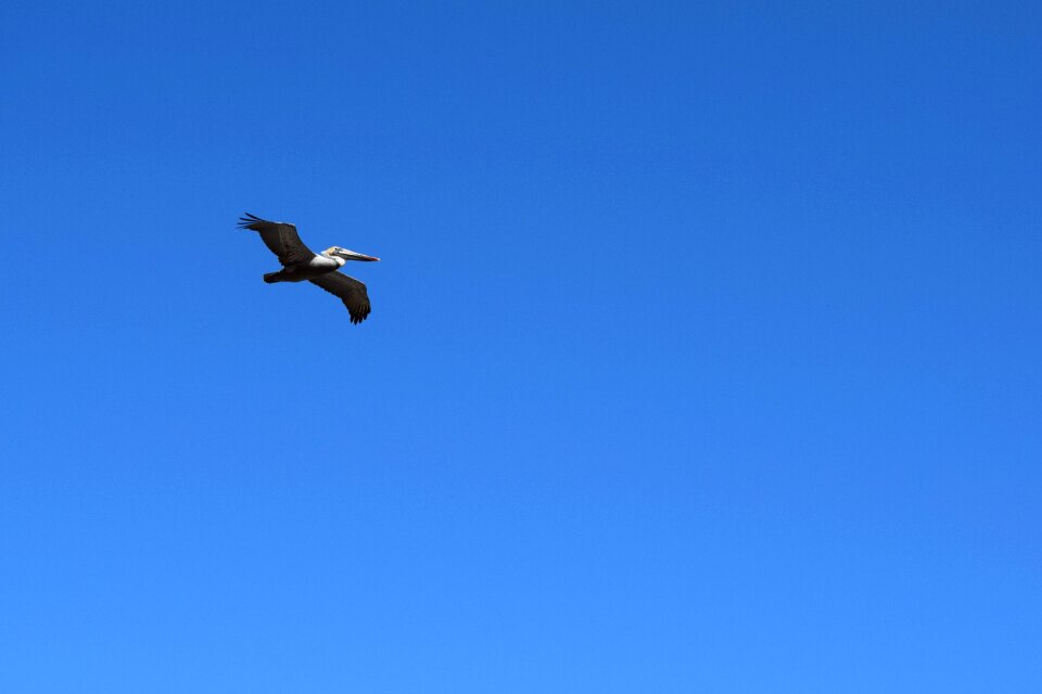 Bird wildlife seabird