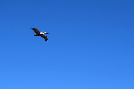 Bird wildlife seabird