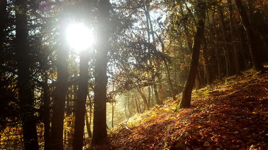 Sun leaves flurry