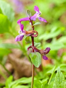 Bloom nature plant photo