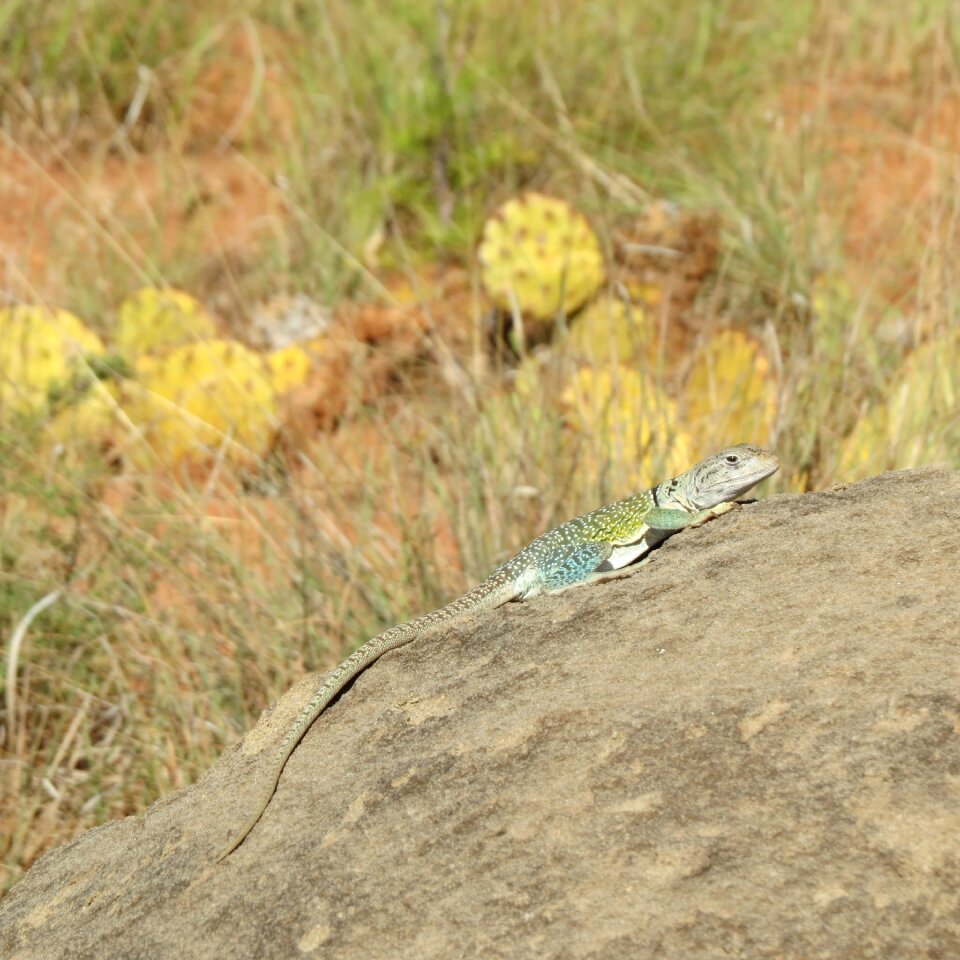 Colorful hiking north texas