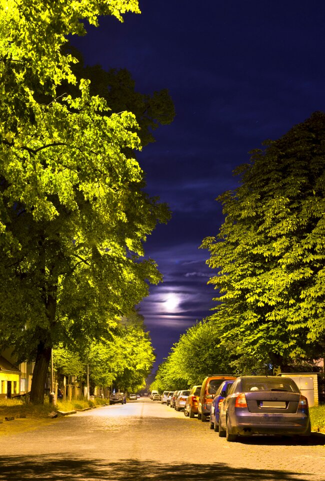 Trees full moon summer night photo