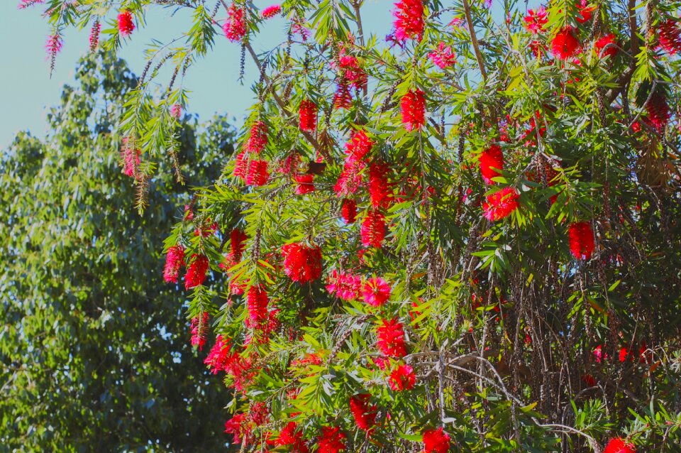 Nature spring red