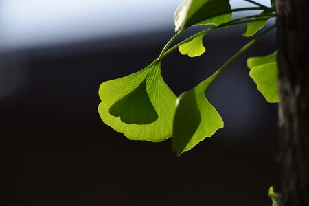 The leaves ginkgo leaf photo