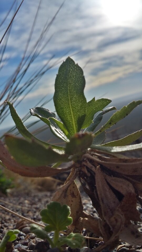 Green cactus wild