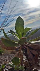 Green cactus wild
