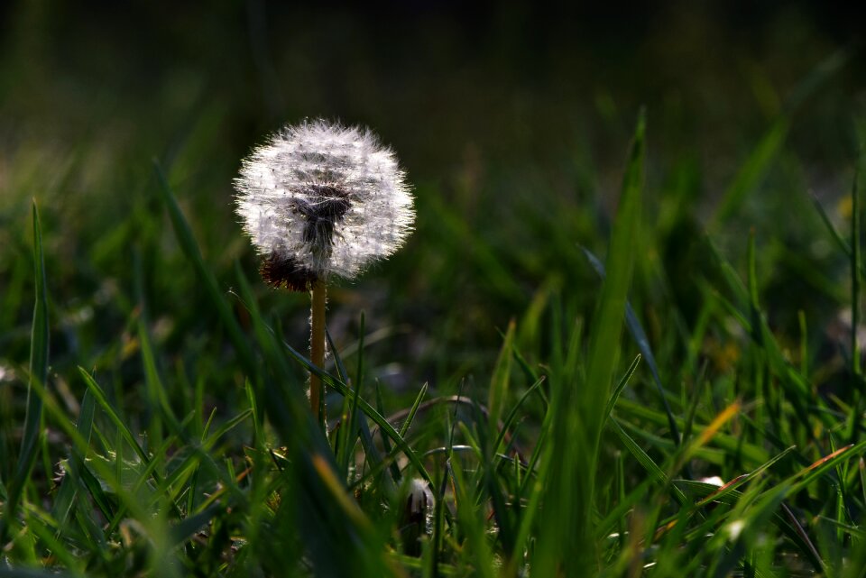 Green spring life