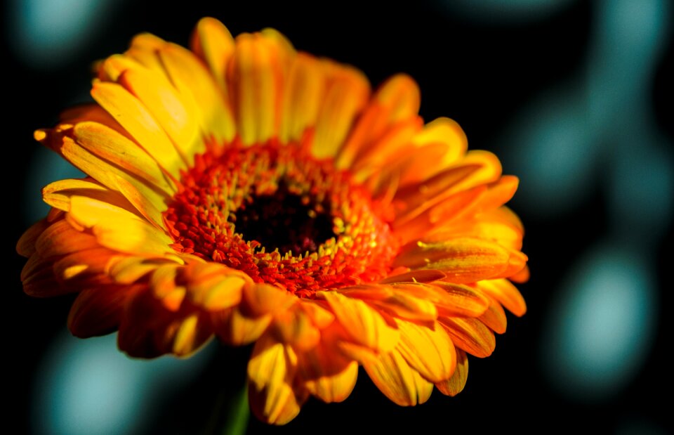 Flower lovely petal