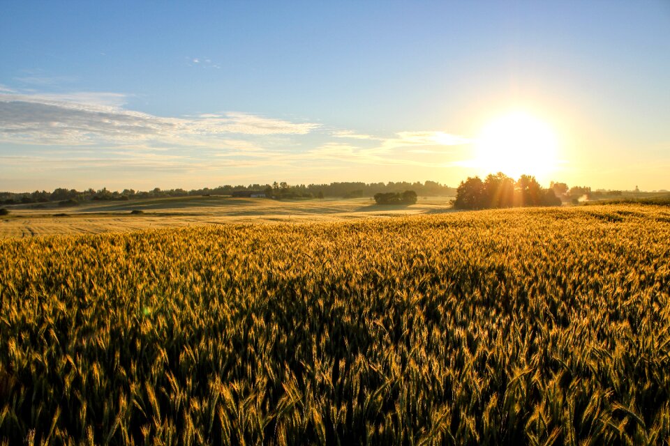 Nature field rural