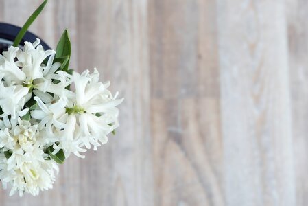 White white hyacinth spring flower photo
