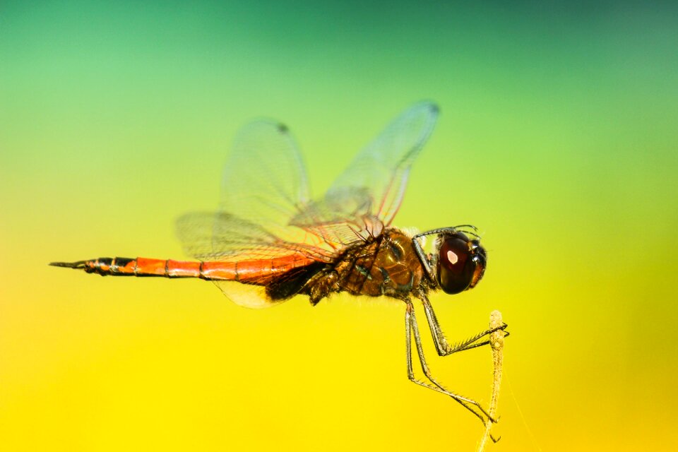 Insect macro wings