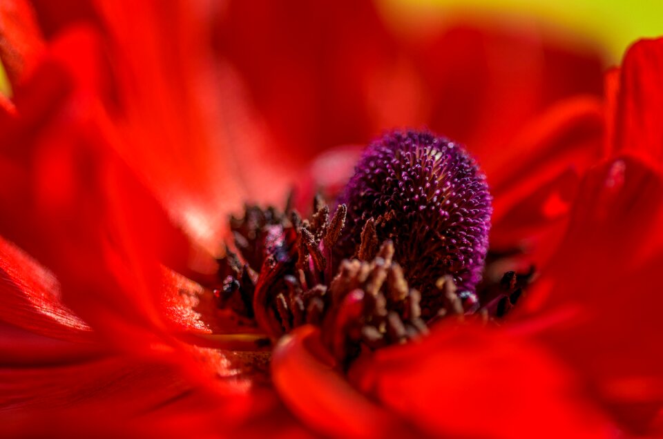 Flower nature bloom