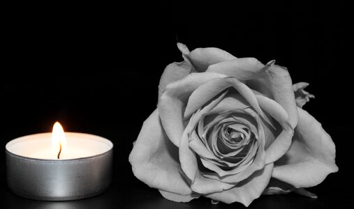 Rose bloom black and white candle