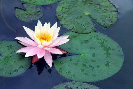 Pond water lilies lotus