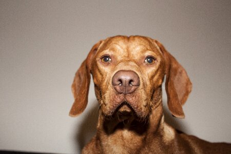 Dog viszla brown