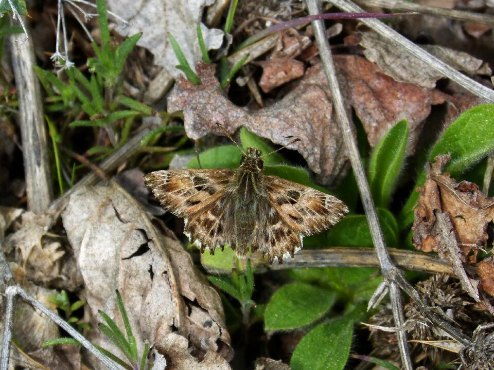Hespérido carcharodus lepidopteran