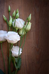 Bloom white white flower