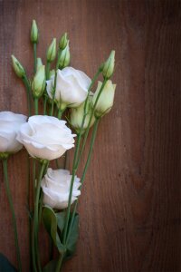 Bloom white white flower photo