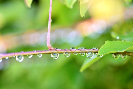 Plant halme close up photo