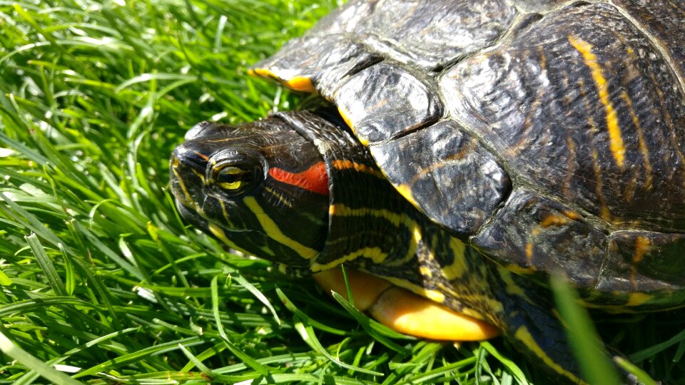 Red-eared slider turtle water turtle reptile