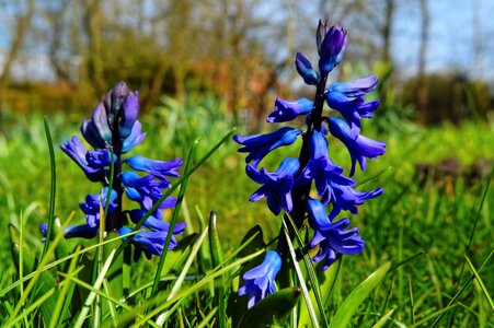 Blue spring garden photo