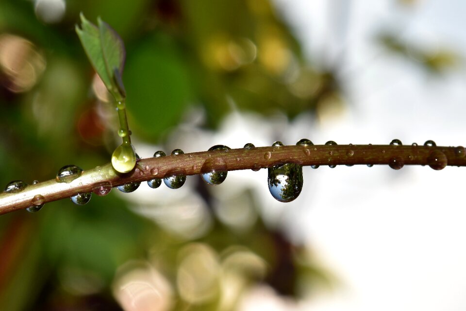 Plant halme close up