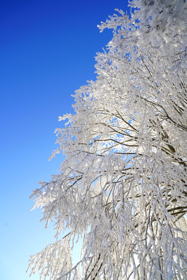 Iced crystal formation snowy