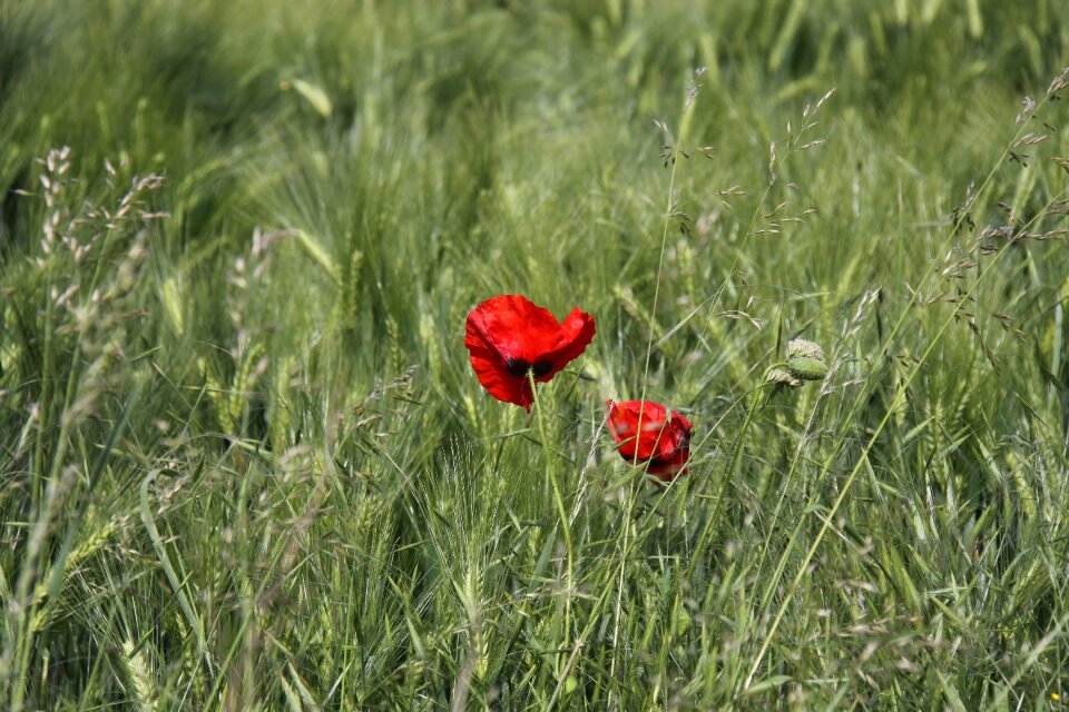 Red red poppy field of poppies