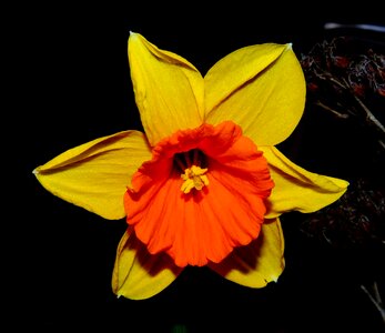 Narcissus plant close up photo