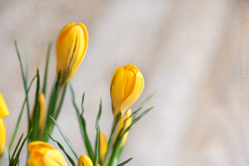 Yellow closed flowers yellow flower