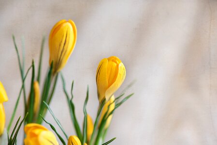 Yellow closed flowers yellow flower