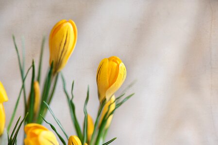 Yellow closed flowers yellow flower photo