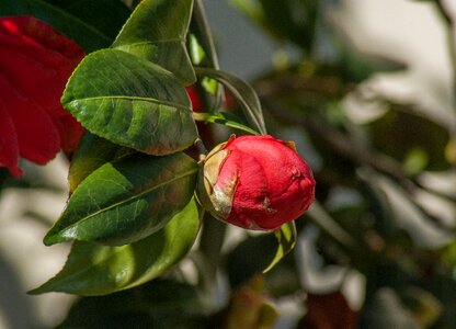 Camelia button flower bud