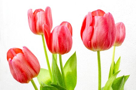 Flower spring botanist