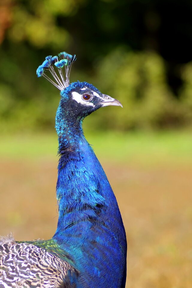 Blue beak pen