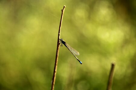 Ischnura blue-tailed wildlife