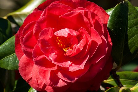 Flower camelia petals