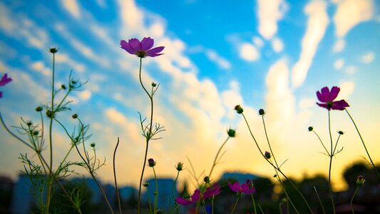 Flowers silhouette blue sky