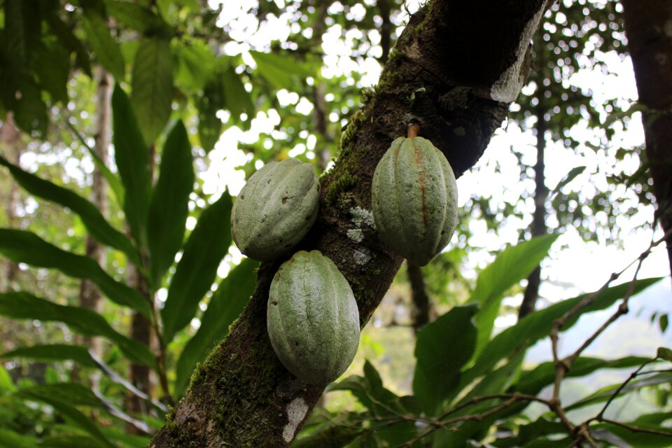 Chocolate nature plant