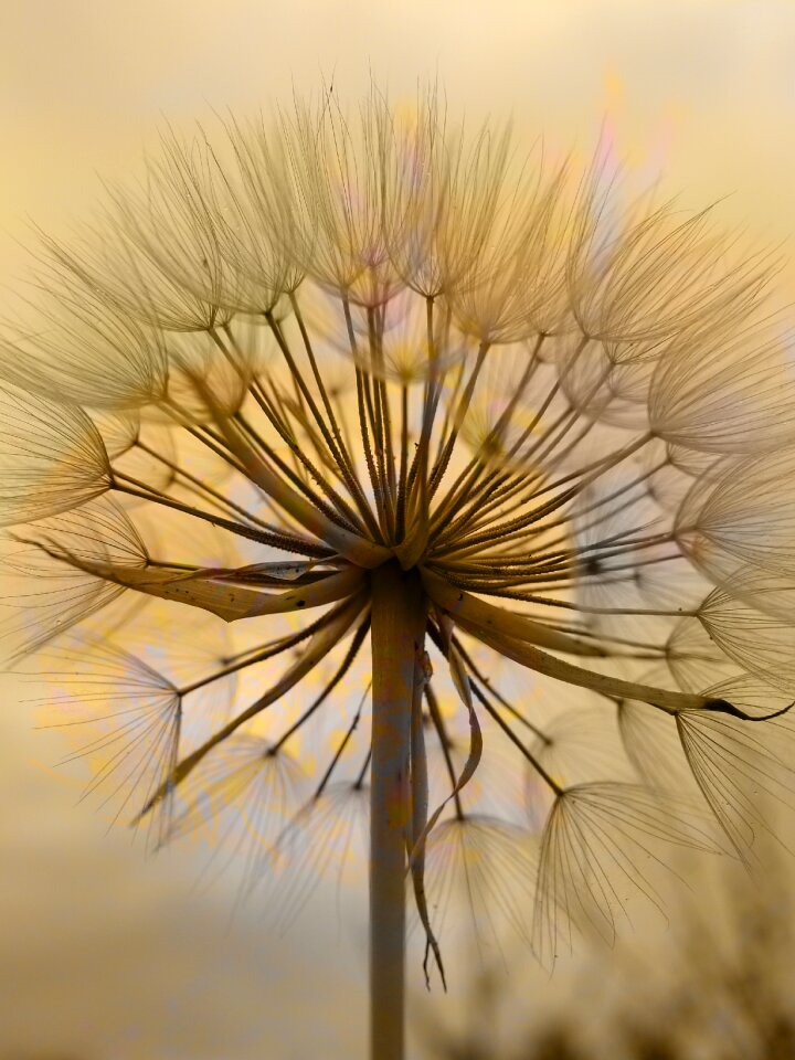 Flower dorato nature